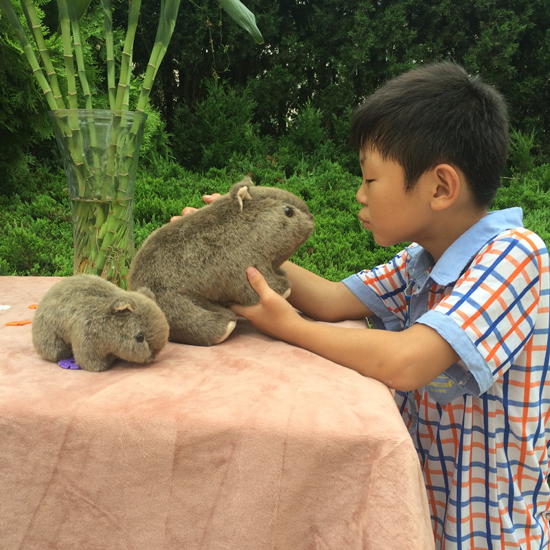 Lovely Cavia Porcellus Netherl - Home Decor Netherlands ulasan dan harga
