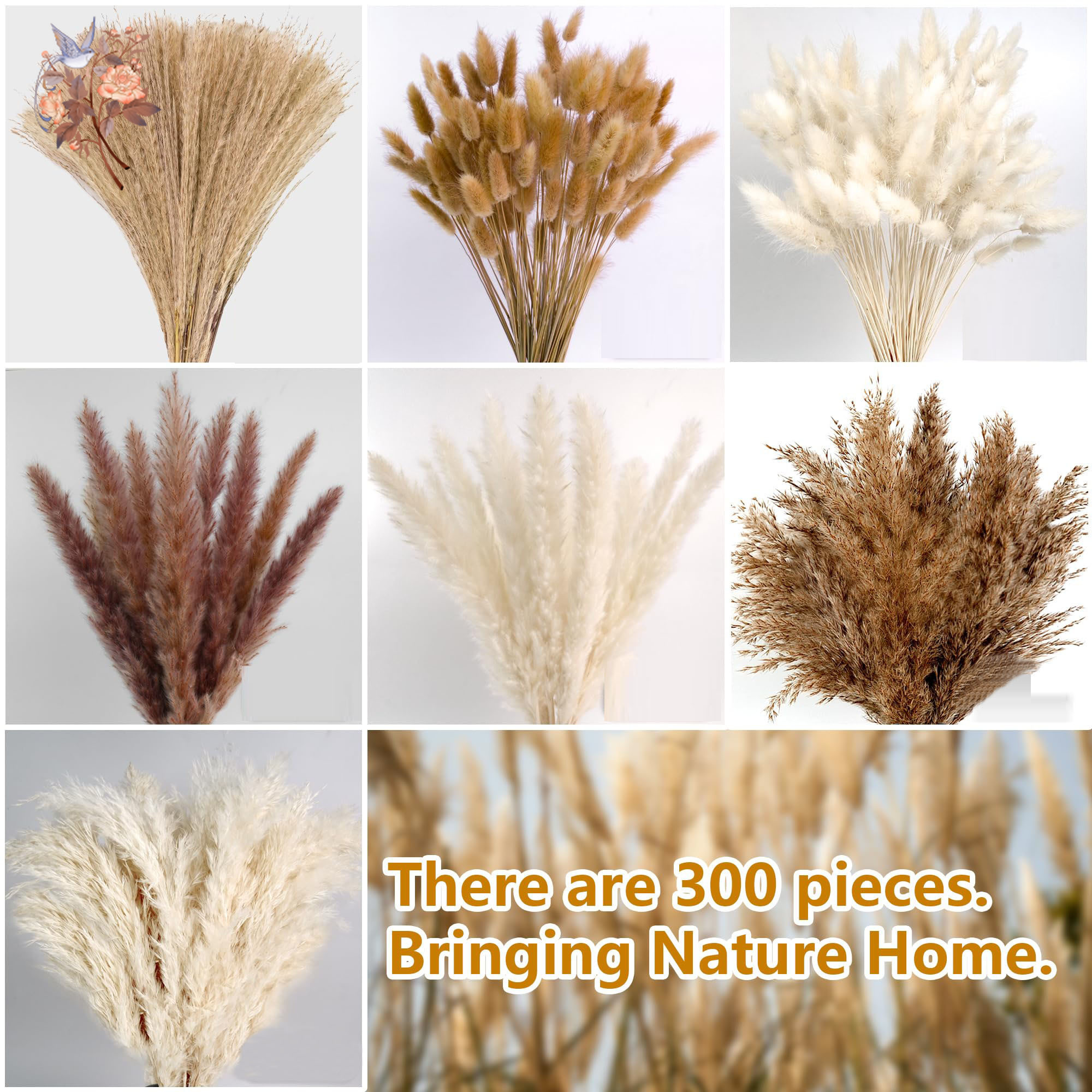 300Pcs Natural Large Pampas Gr - Pampas Grass Decor ulasan dan harga